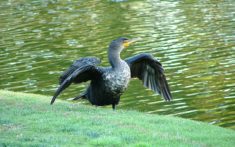 Florida Bird